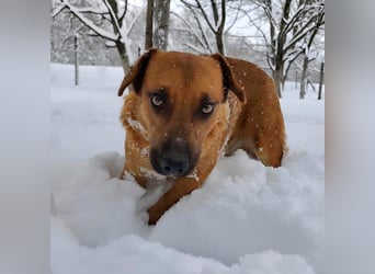 Dunna eine freundliche kleine Hündin