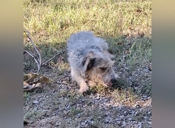 Chilly ein winziger Schatz