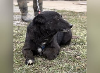 Pelle ein super lieber Hundebub