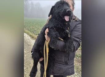 Pajdo ein fröhlicher Hundebub