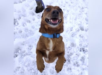 Moon ein super freundlicher Hundebub