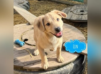 Lin ein verspielter freundlicher