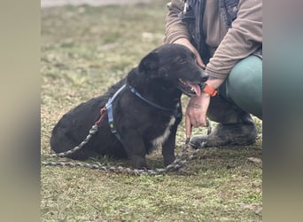 Pelle ein super lieber Hundebub