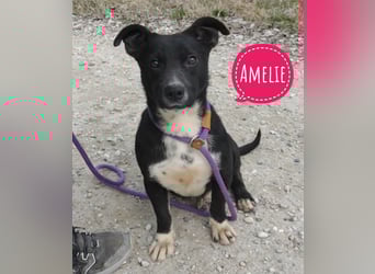 Amelie eine kleine freundliche Hündin