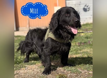 Mile ein besonderer Schatz