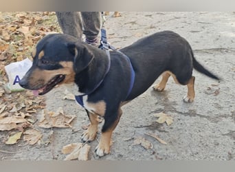 Max ein unglücklicher Engel