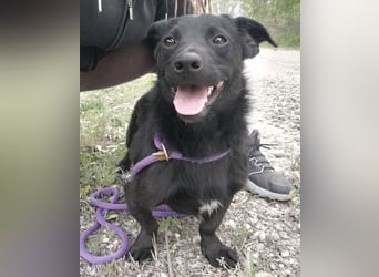 Elowen ein schwarzer Sonnenschein