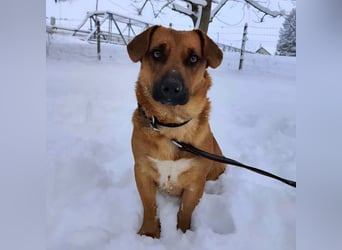 Dunna ein Engel auf vier Pfoten