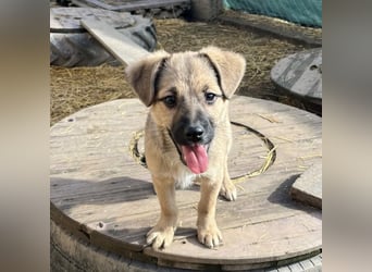 Tin run kleiner freundlicher Zwerg