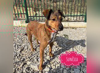 Suncica - Rizza eine sehr liebe Hündin