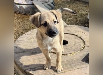 Tin run kleiner freundlicher Zwerg