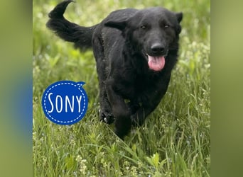 Sony ein absoluter Familienhund