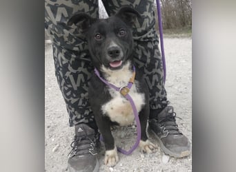 Amelie eine kleine freundliche Hündin