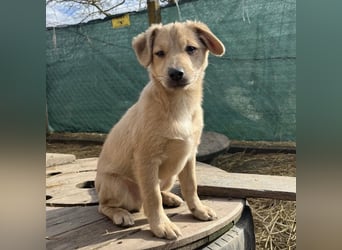 Lin ein verspielter freundlicher