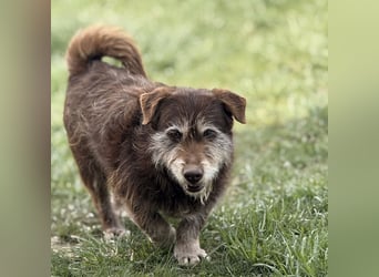 Labubu - sucht seinen Seelen-Mensch