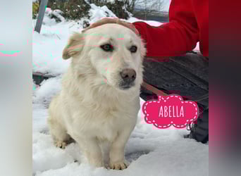 Abella eine verspielte Hündin