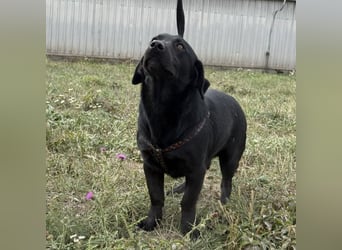 Brut ein kleiner Traumhund Brut ein kleiner Traumhund