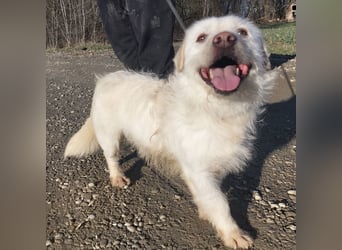 Furby ein kleiner weißer Engel