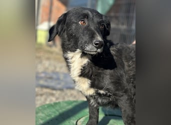 Bobi ein sanfter ruhiger Hundebub