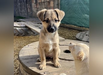 Tin run kleiner freundlicher Zwerg