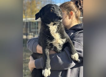 Bobi ein sanfter ruhiger Hundebub