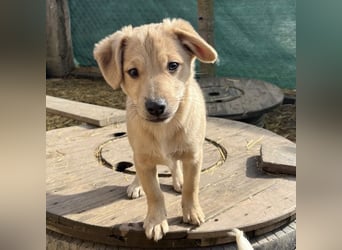 Lin ein verspielter freundlicher