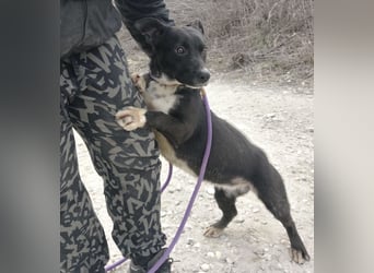 Amelie eine kleine freundliche Hündin