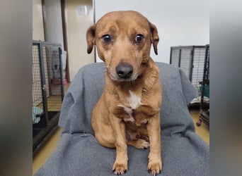 Moon ein super freundlicher Hundebub