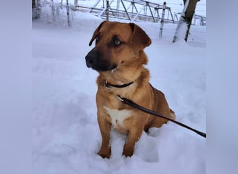 Dunna eine freundliche kleine Hündin