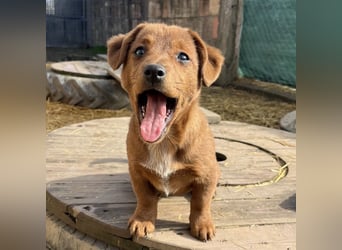 Bina ein freundliches Hundemädchen