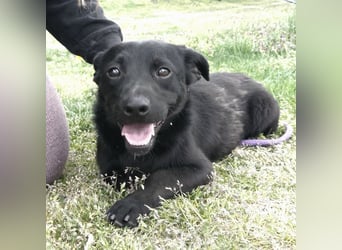 Elowen ein schwarzer Sonnenschein