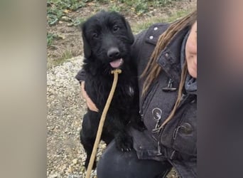 Pajdo ein fröhlicher Hundebub