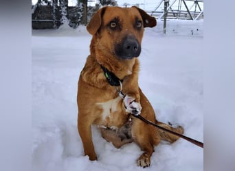 Dunna eine freundliche kleine Hündin