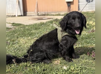 Mile ein besonderer Schatz