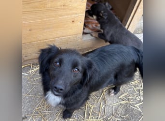 Kiera eine liebevolle winzige Hündin