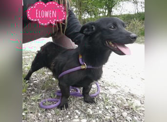 Elowen ein schwarzer Sonnenschein