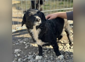 Bobi ein sanfter ruhiger Hundebub