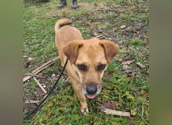 Gilbert ein kleiner freundlicher