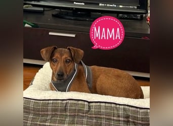 Tin run kleiner freundlicher Zwerg