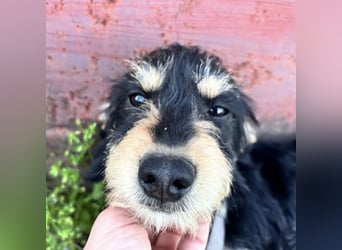 Pepy ein kleiner Schatz