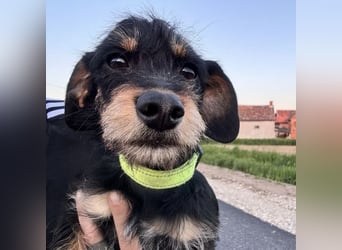 Dolly ein kleines Welpenmädchen
