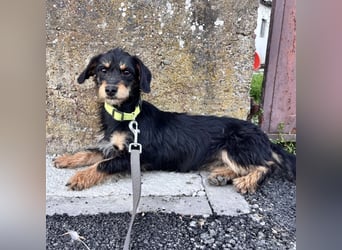 Dolly ein kleines Welpenmädchen