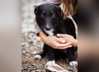 Bobi ein sanfter ruhiger Hundebub