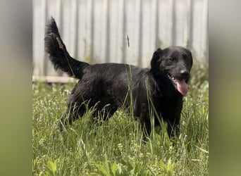 Sony ein absoluter Familienhund