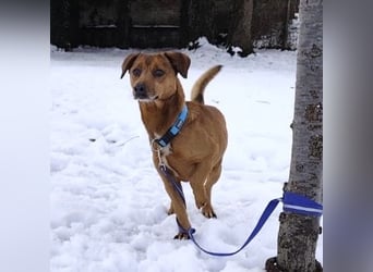 Moon ein super freundlicher Hundebub