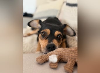 Cindy - kleine kuschelige Herzensbrecherin