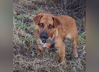 Dunna ein Engel auf vier Pfoten