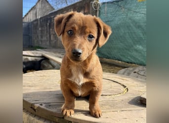 Bina ein freundliches Hundemädchen