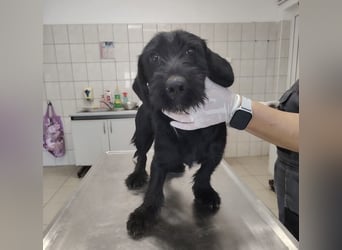 Pajdo ein fröhlicher Hundebub