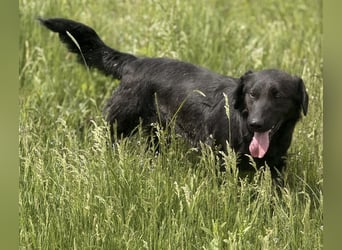 Sony ein absoluter Familienhund